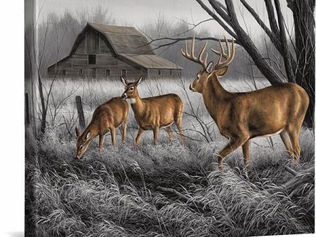 Abandoned Farmstead—Whitetail Deer Supply