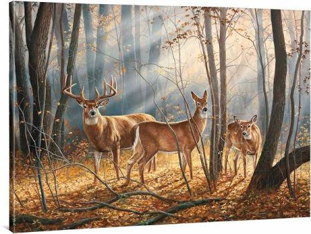 Woodland Splendor—Whitetail Deer - 33.5  x 45.5  Gallery Wrapped Canvas Cheap