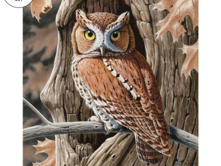 Screech Owl—Red Morph Cheap