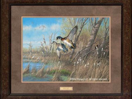 Sunday s Best—Wood Ducks - GNA Premium Print Discount