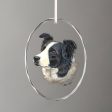 Border Collie Online now