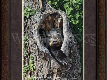 Cubby Hole—Black Bear - GNA Premium Print For Cheap