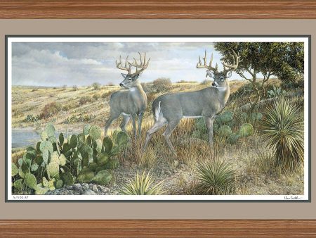 Cactus Country - Whitetail Deer - Limited Edition Paper Hot on Sale