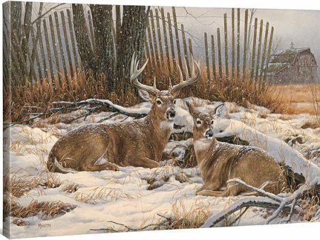 Windbreak Refuge—Whitetail Deer Sale