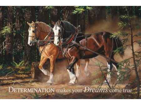 Determination - Horses For Sale