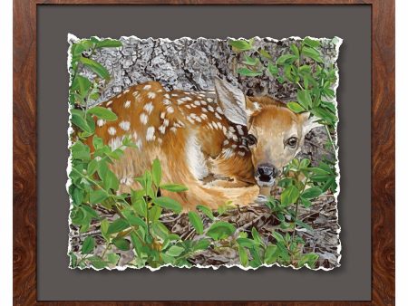 Woodland Wonder—Whitetail Fawn For Sale