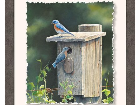 New Beginnings—Bluebirds - Deckled Edge Paper Print Sale