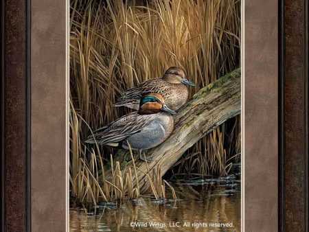 Backwaters—Green—Winged Teal - GNA Premium Print For Sale