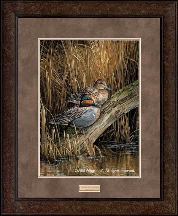 Backwaters—Green—Winged Teal - GNA Premium Print For Sale