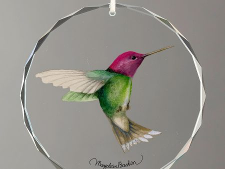 Anna s Hummingbird Cheap