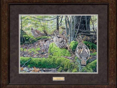 Deep Cover—Ruffed Grouse - GNA Premium Print Hot on Sale