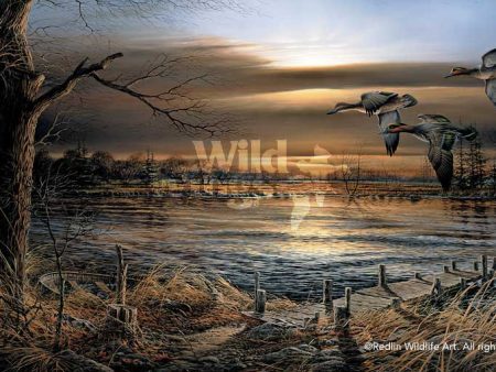 Reflections—Green—winged Teal - Encore Print Hot on Sale