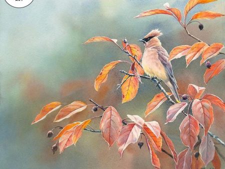 Cedar Waxwing in Fall Crabapple Online now