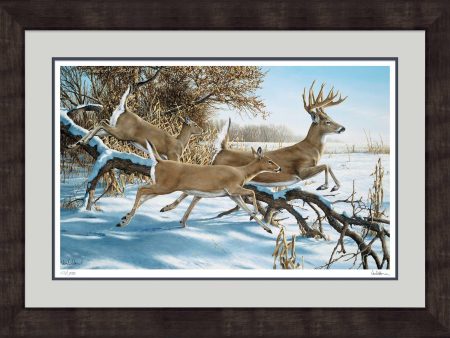 Breaking Cover - Whitetail Deer - Limited Edition Paper Discount