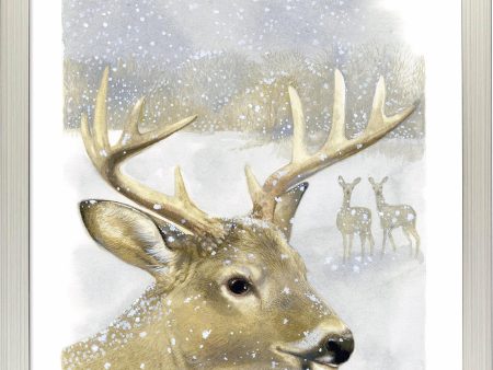 Beautiful Buck - Art Prints on Sale