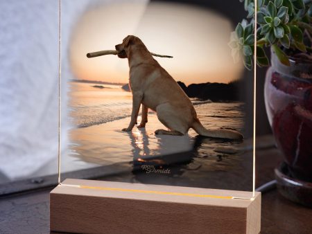 Dusk—Yellow Lab on Sale