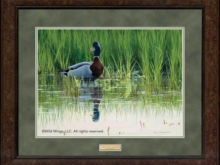 Spring Drake—Mallard - GNA Premium Print Online