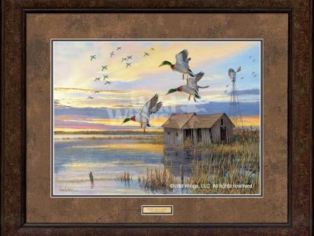 Their Home Again—Mallards - GNA Premium Print Online now