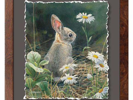 Young Cottontail Sale