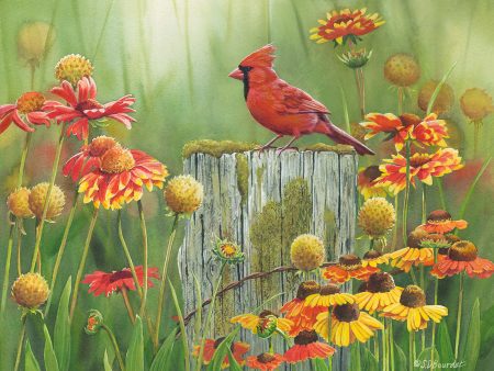 *Original* Midsummer Meadow—Cardinal by Susan Bourdet 17.5  x 13.75  Discount