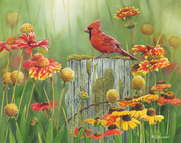 *Original* Midsummer Meadow—Cardinal by Susan Bourdet 17.5  x 13.75  Discount