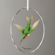 Ruby-throated Hummingbird For Sale