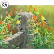 Afternoon Sunshine—American Goldfinches Online Sale