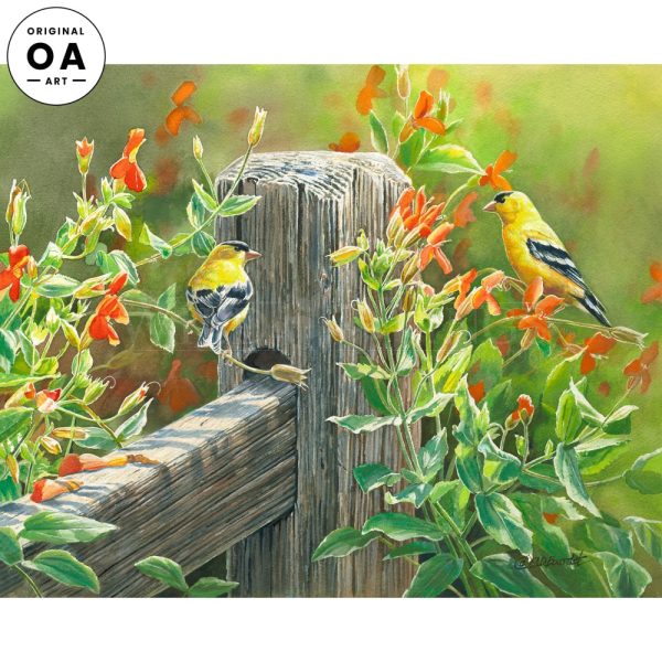 Afternoon Sunshine—American Goldfinches Online Sale