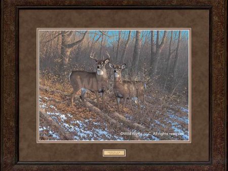 Morning Sun—Whitetail Deer - GNA Premium Print on Sale