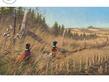 *Original* Shelterbelt - Pheasants by Michael Sieve 20  x 31.75  Fashion