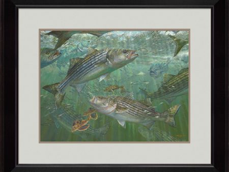 Atlantic Blitz - Striped Bass - Limited Edition Paper Fashion