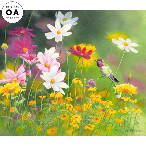 Anna s Hummingbird & Cosmos Sale