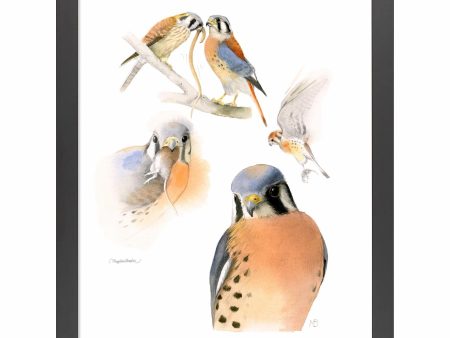 American Kestrel - Art Prints Supply