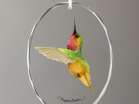 Bumble Bee Hummingbird Sale