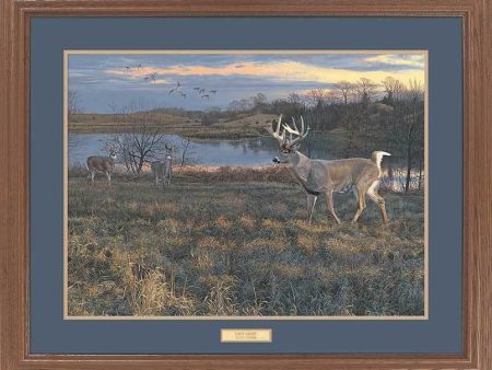 Last Light—Whitetail Deer Online