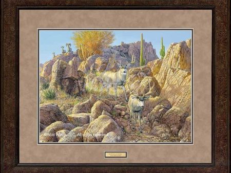 Sonora Sunrise—Mule Deer - GNA Premium Print Online now