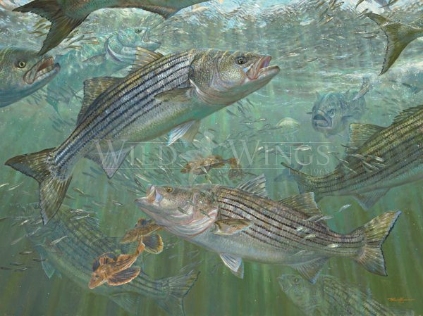 Atlantic Blitz - Striped Bass - Limited Edition Paper Fashion