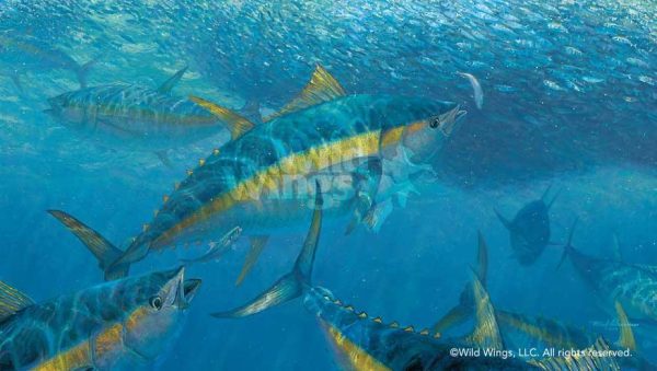 Wrecking Crew—Yellowfin Tuna - Limited Edition Paper Online Hot Sale