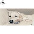 Yellow Lab on Couch For Sale